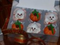 /album/tinycakes/a262-jpg/